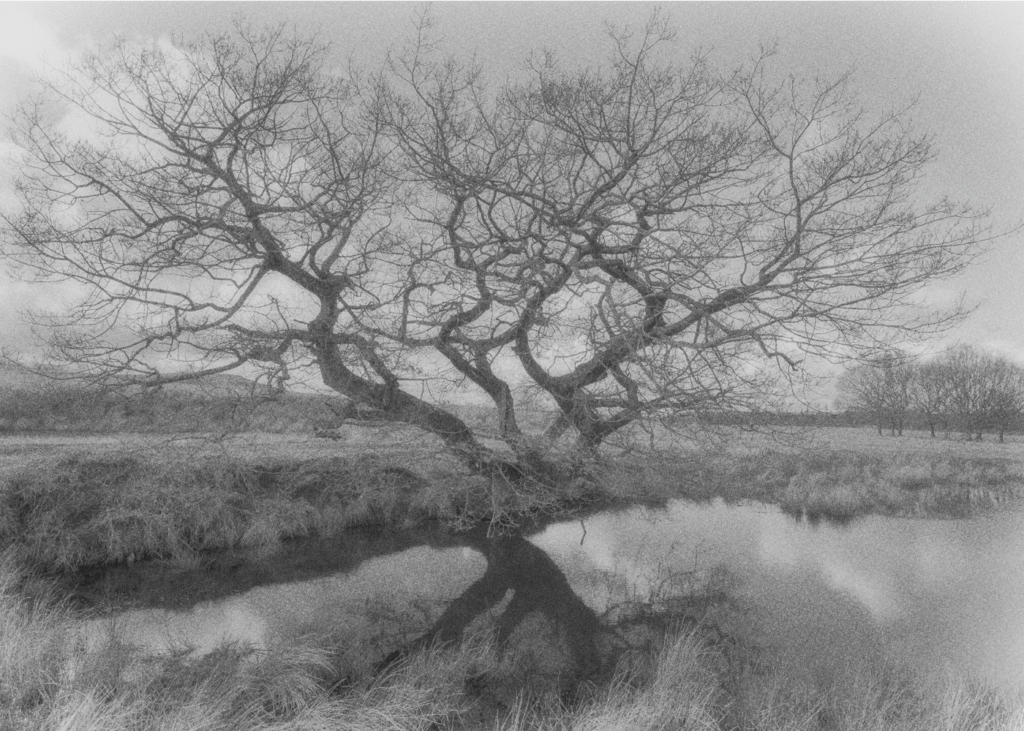 a hazy photograph of a large, leafless tree near a riverbank
